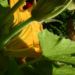 Zurück zum kompletten Bilderset Garten-Kürbis Blüte gelb Cucurbita pepo