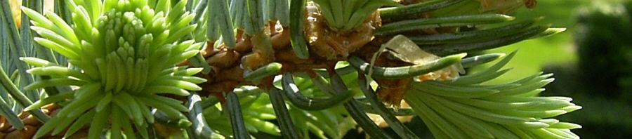 Anklicken um das ganze Bild zu sehen  Küsten Douglasie Trieb Nadel grün Pseudotsuga menziesii