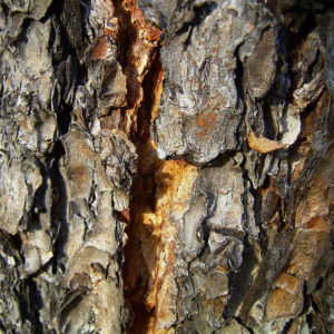 Kuesten Douglasie Pseudotsuga menziesii 01