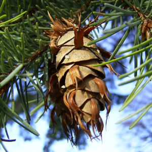 Kuesten Douglasie Pseudotsuga menziesii 02