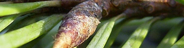 Anklicken um das ganze Bild zu sehen  Küsten Douglasie Nadel grün Zapfen braun Pseudotsuga menziesii