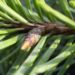 Zurück zum kompletten Bilderset Küsten Douglasie Nadel grün Zapfen braun Pseudotsuga menziesii