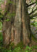 Zurück zum kompletten Bilderset Küstenmammutbaum Nadeln grün Sequoia sempervirens