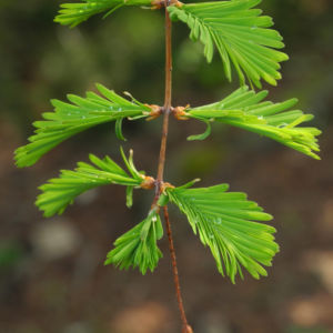 Kuestenmammutbaum Nadeln gruen Sequoia sempervirens 19