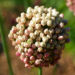 Zurück zum kompletten Bilderset Kugel Lauch Blüte Dolde - Allium sphaerocephalum