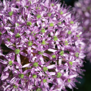 Kugel Lauch Bluete Dolde Allium sphaerocephalum 05