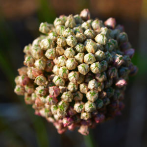 Kugel Lauch Bluete Dolde Allium sphaerocephalum 06