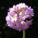 Zurück zum kompletten Bilderset Kugel-Primel Blüte lila Primula denticulata