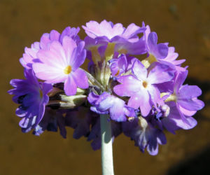 Kugel Primel Blume Bluete lila Primula denticulata 04