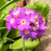 Zurück zum kompletten Bilderset Kugel-Primel Blüte lila Primula denticulata
