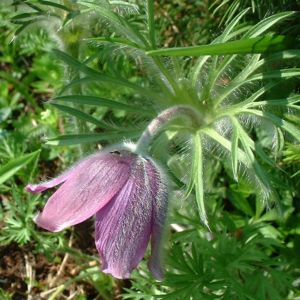 Kuhschelle Pulsatilla vulgaris 02