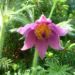 Zurück zum kompletten Bilderset Kuhschelle Blüte lila Pulsatilla vulgaris
