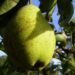 Zurück zum kompletten Bilderset Kultur-Birne Birne Frucht Pyrus communis