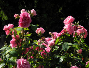 Kultur Rose Bluete rosa Rosa rosa 02
