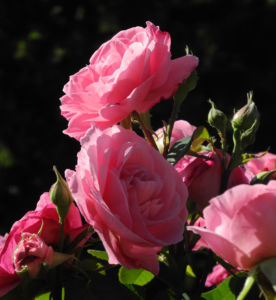 Kultur Rose Bluete rosa Rosa rosa 03