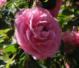 Kultur Rose Bluete rosa Rosa rosa 04