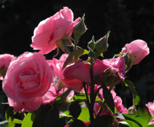 Kultur Rose Bluete rosa Rosa rosa 05