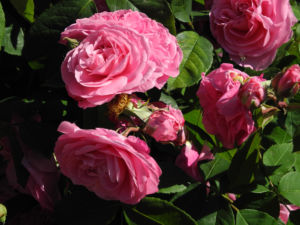 Kultur Rose Bluete rosa Rosa rosa 07