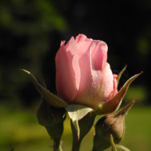 Kultur Rose Bluete rosa Rosa rosa 11