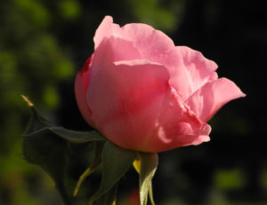 Kultur Rose Bluete rosa Rosa rosa 12