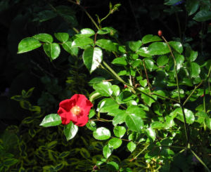 Kulturrose Bluete rot Rosa0 0