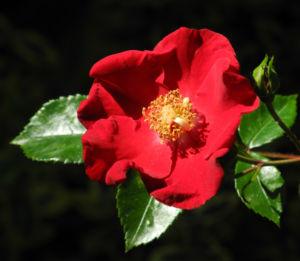 Kulturrose Bluete rot rosa 03