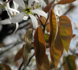 Kupfer Felsenbirne Blatt roetlich Amelanchier lamarckii 02