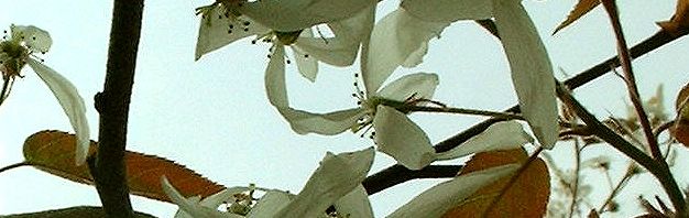 Anklicken um das ganze Bild zu sehen  Kupfer Felsenbirne Amelanchier lamarckii