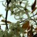 Zurück zum kompletten Bilderset Kupfer Felsenbirne Amelanchier lamarckii