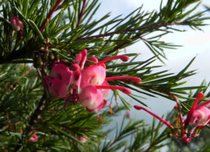 Lace Net Grevillea Bluete pink Grevillea stenomera 06