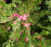 Zurück zum kompletten Bilderset Lace-Net Grevillea Blüte pink Blatt grün Grevillea stenomera
