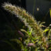 Zurück zum kompletten Bilderset Lampenputzer Gras Rispe grün Pennisetum alopecuroides