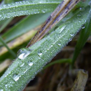 Lampenputzergras Pennisetum alopecuroides 03