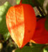 Zurück zum kompletten Bilderset Lampionblume Frucht orange Physalis alkekengi