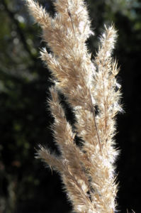 Landreitgras Samenrispe silbrig Calamagrostis epigejos 01