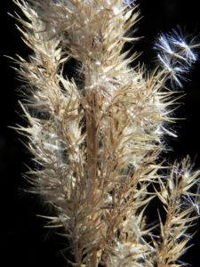 Landreitgras Samenrispe silbrig Calamagrostis epigejos 07