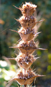 Langblaettrige Wirtelkarde Bluete Blatt Samen Morina longifolia 07