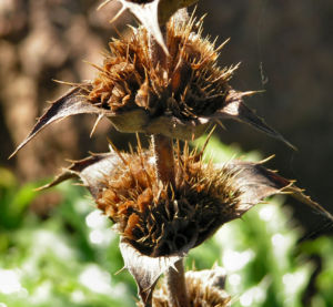 Langblaettrige Wirtelkarde Bluete Blatt Samen Morina longifolia 13