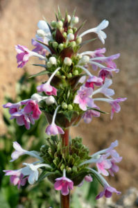 Langblaettrige Wirtelkarde Bluete Blatt Samen Morina longifolia 15