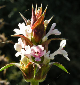 Langblaettrige Wirtelkarde Bluete Blatt Samen Morina longifolia 18