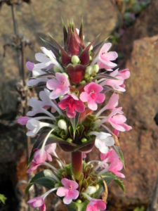 Langblaettrige Wirtelkarde Bluete weiss rosa Morina longifolia 02