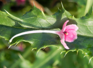 Langblaettrige Wirtelkarde Bluete weiss rosa Morina longifolia 04