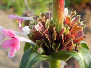 Langblaettrige Wirtelkarde Bluete weiss rosa Morina longifolia 05