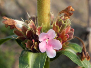 Langblaettrige Wirtelkarde Bluete weiss rosa Morina longifolia 06