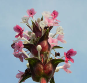 Langblaettrige Wirtelkarde Bluete weiss rosa Morina longifolia 19