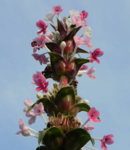 Langblaettrige Wirtelkarde Bluete weiss rosa Morina longifolia 21