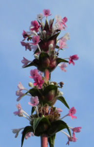 Langblaettrige Wirtelkarde Bluete weiss rosa Morina longifolia 22