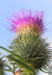 Zurück zum kompletten Bilderset Gewöhnliche Kratzdistel Blüte pink Cirsium vulgare
