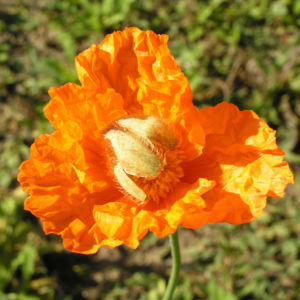 Lapplaendischer Mohn Bluete orange Papaver lapponicum 01