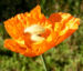 Zurück zum kompletten Bilderset Lappländischer Mohn Blüte orange Papaver lapponicum